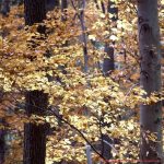 Abendmahl | NT04 Johannes 13,1-19 Die Fußwaschung