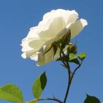 02-AT Psalmen Weisheit Poesie
