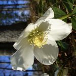 Predigt | AT23 Jesaja 60,1: Mache dich auf und werde licht | Advent