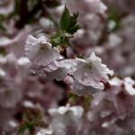 02-AT Psalmen Weisheit Poesie