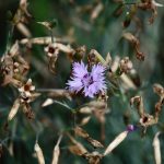 02-AT Psalmen Weisheit Poesie