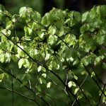 02-AT Psalmen Weisheit Poesie