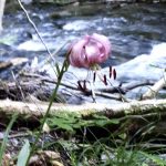 Advent | AT38 Sacharja 9,9-10 Der sanftmütige König