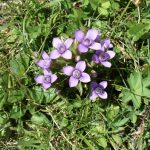 02-AT Psalmen Weisheit Poesie
