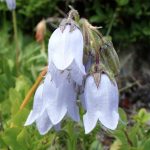 04-NT Synoptiker und Apostelgeschichte