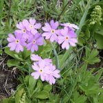 02-AT Psalmen Weisheit Poesie