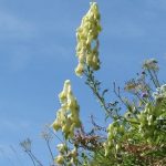 02-AT Psalmen Weisheit Poesie