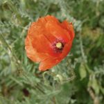 02-AT Psalmen Weisheit Poesie