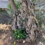 04-NT Synoptiker und Apostelgeschichte