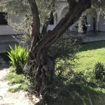 Palmsonntag | AT38 Sacharja 9,9 Sich durchsetzen oder nachgeben?