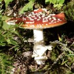 Die Corona-Pandemie: Spaltpilz in Gesellschaft und Kirchen?