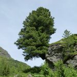 Jahreswechsel | NT12 Kolosser 2,6 Entwurzelt – verwurzelt