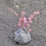 Frauen | NT02 Markus 12,41-44 Die beiden Scherflein der Witwe