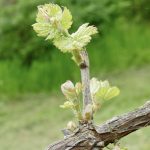 04-NT Synoptiker und Apostelgeschichte