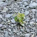 Vergebung | AT19 Psalm 32 Vom Glück, seine Schuld zuzugeben