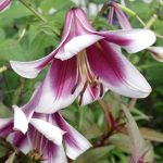 NT01 | Matthäus-Evangelium – das Sondergut