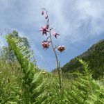 Predigt | AT25 Ezechiel 37,24-28 Der Friedefürst