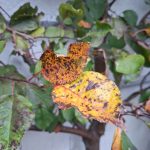 Frauen | AT08 Rut (div.) Zwei starke Frauen und ein Löser