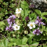 Predigt | NT04 Johannes 14,1 Euer Herz erschrecke nicht