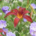 75.1 | Lukas – sein besonderes Profil