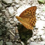 Passion | AT23 Jesaja 53,1-11 In seinen Wunden geheilt