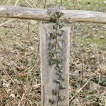 69.1 | Die Kreuzigung Jesu