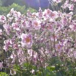 Passion | NT04 Johannes 6,37 und 10: „Ich bin der gute Hirte“