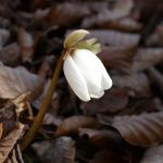 Erntedank | AT37 Haggai 2,15-19 An Gott sparen, bringt nichts