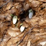 Gerechtigkeit | AT33 Micha 6,6-8 Es ist dir gesagt, Mensch…