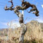 Predigt | NT04 Johannes 15,1-8 Ich bin der wahre Weinstock